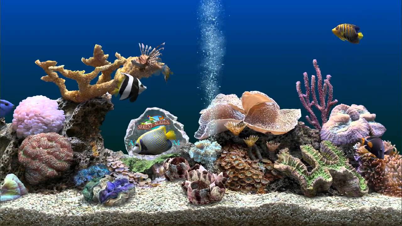 marine aquarium fish screensaver free download 3d